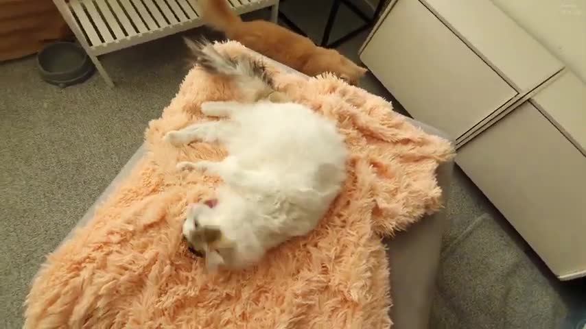 Furry cat wants furry blanket