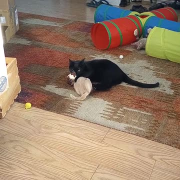 Battling the ugly fake cat