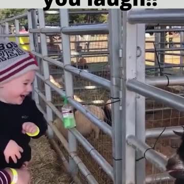 a goat can always make you laugh!!
