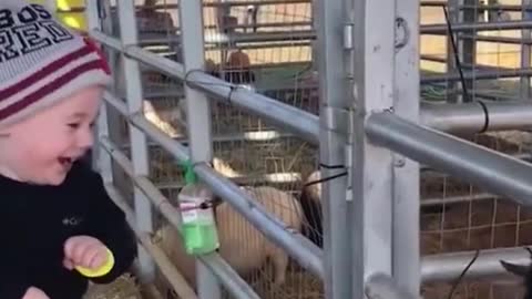 a goat can always make you laugh!!
