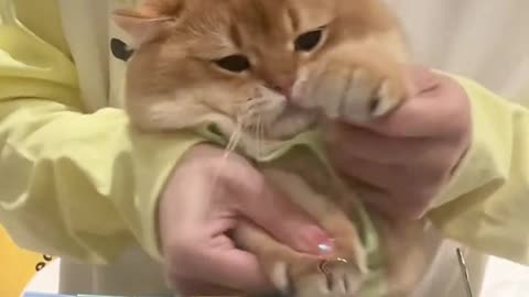 Funny cat enjoy dance with his owner cute cat