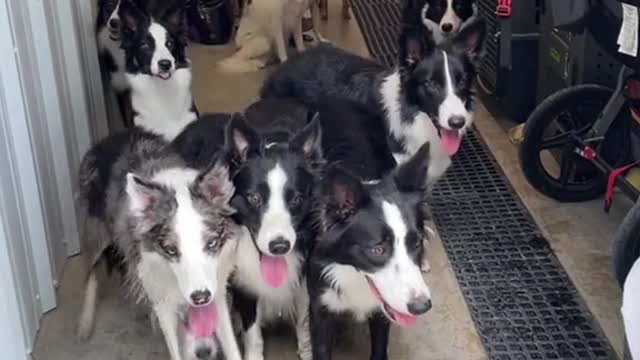 World Record Doggy Door Manners