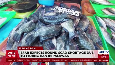 BFAR expects round scad shortage due to fishing ban in Palawan