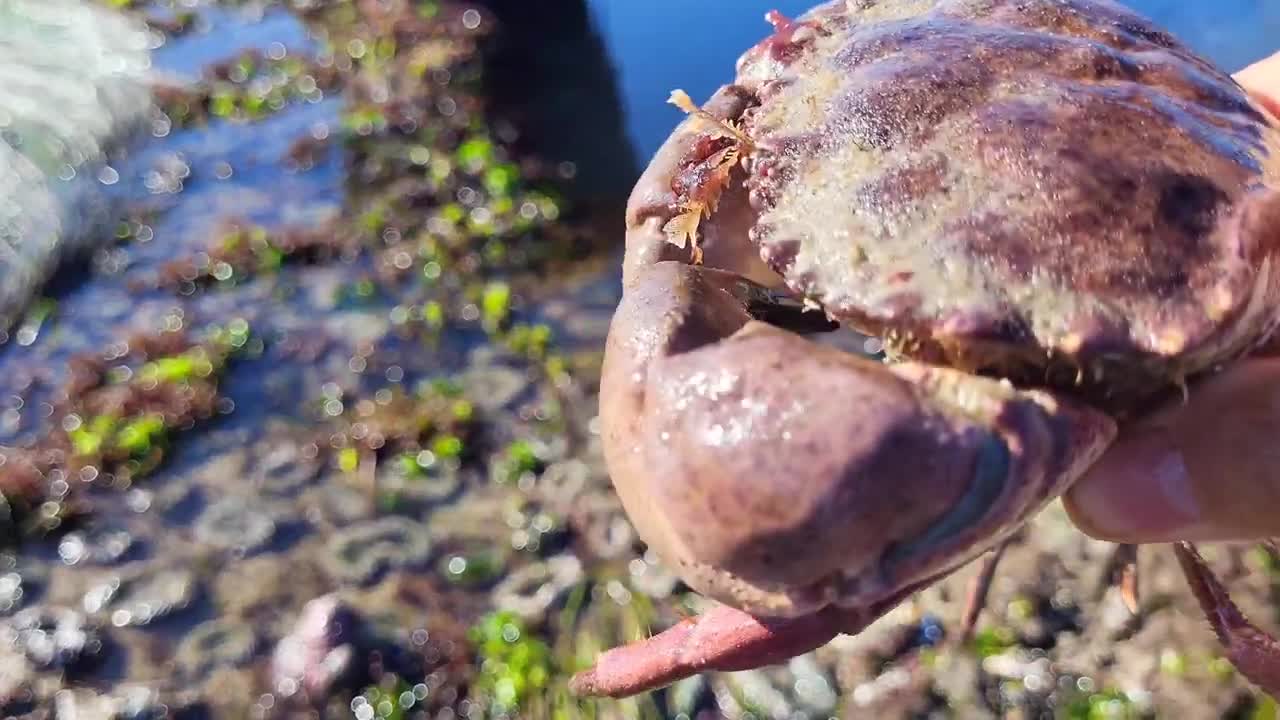 Lots of crabs and octopus on low tide days.🦀🐙🦀