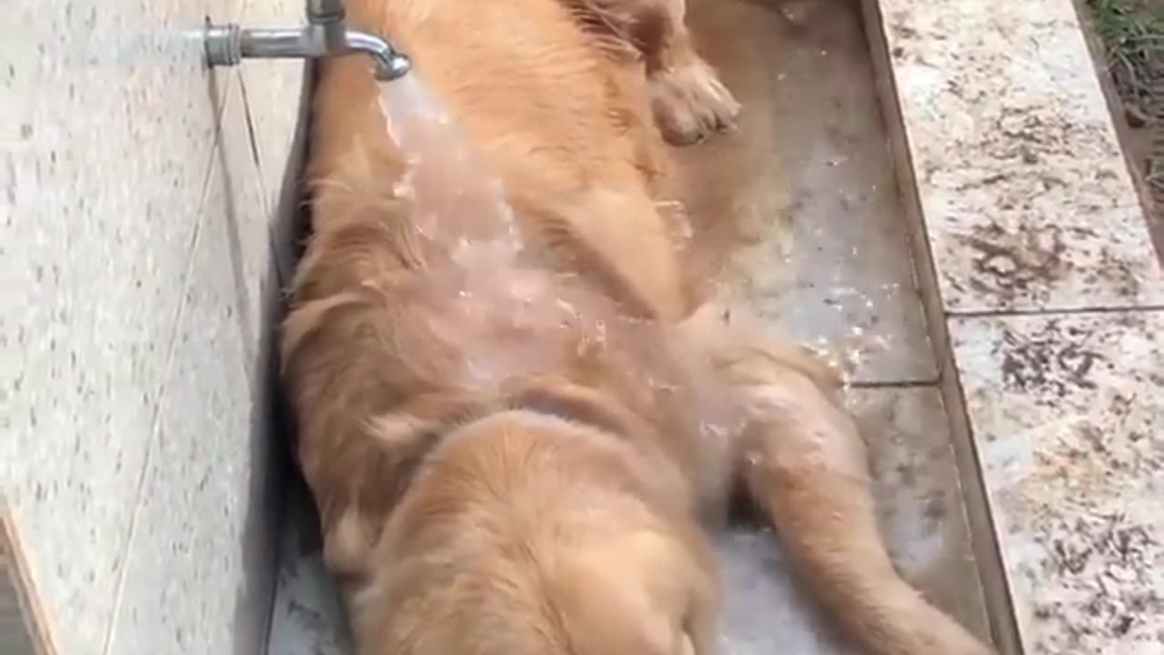 Funny Animal Videos. It's too HOT outside.