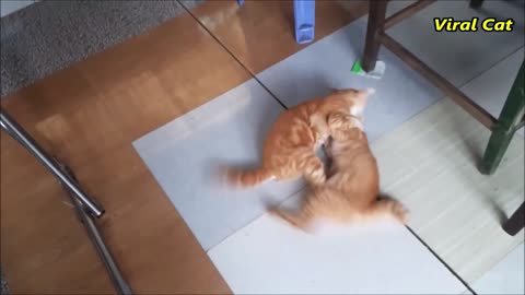 Cats Fighting and Meowing These Two are Bloody Brothers Viral Cat_1080p