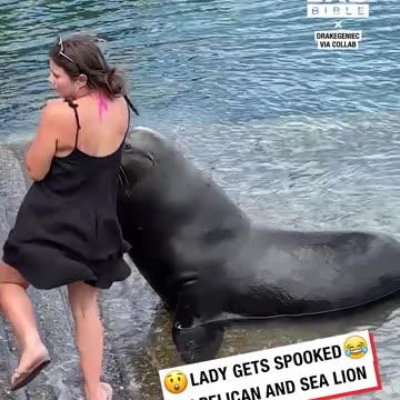 Lady gets spooked by pelican and seal