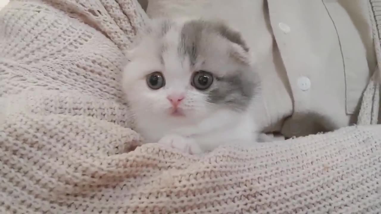 Cute Cat