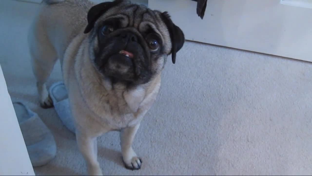 Bath Time for Minnie the Pug