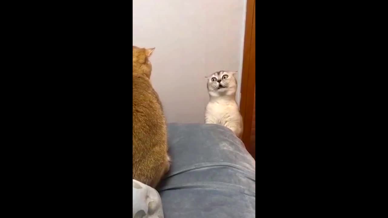 The cat is not happy to see his mother