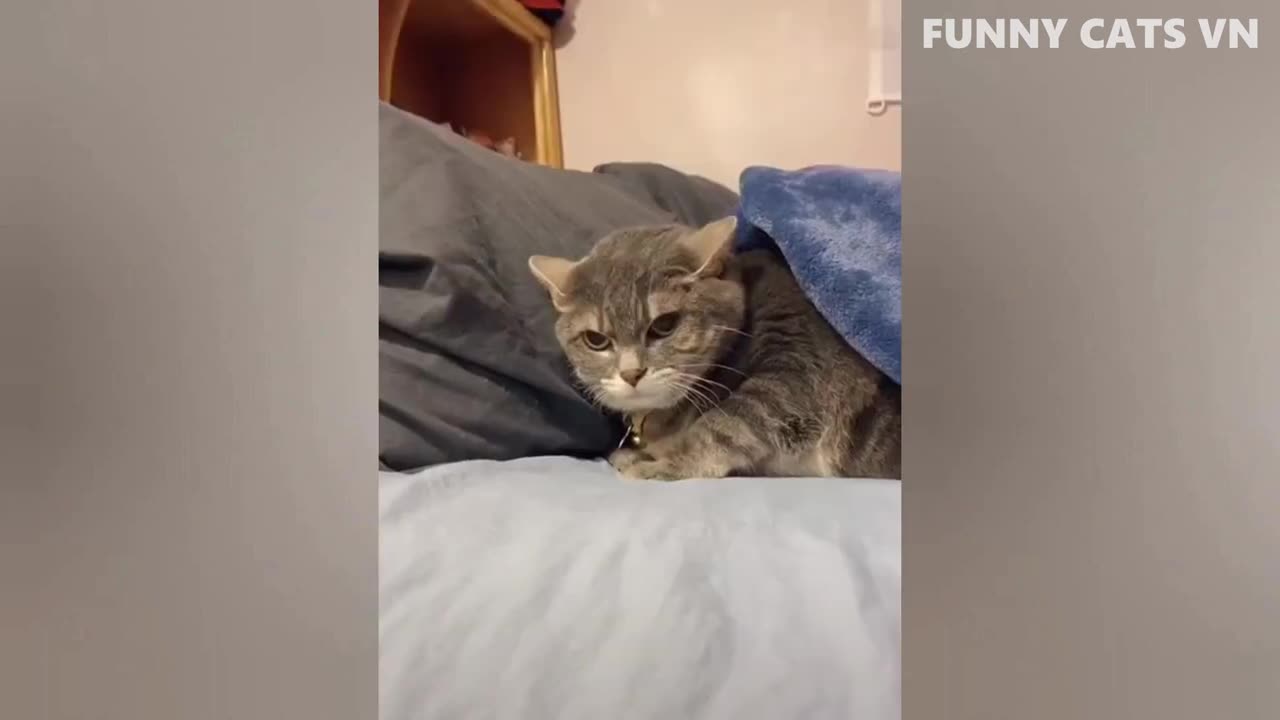 funny videos animals