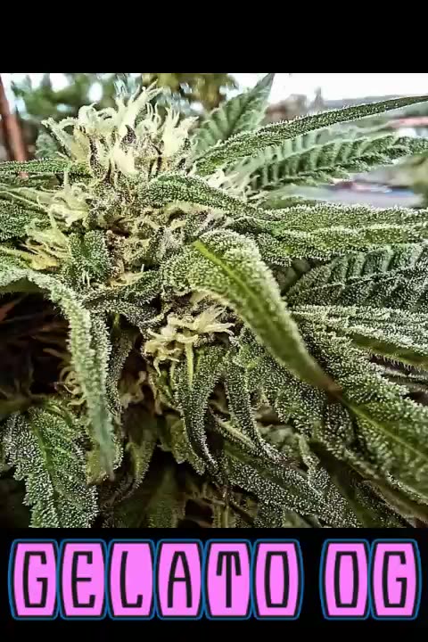 SOUTH BAY GENETICS SEEDS