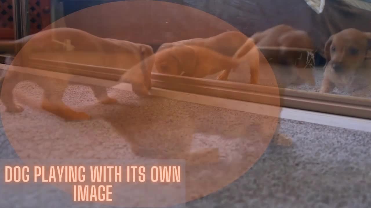 Dog playing with its own image - cute dog videos, puppy playing video