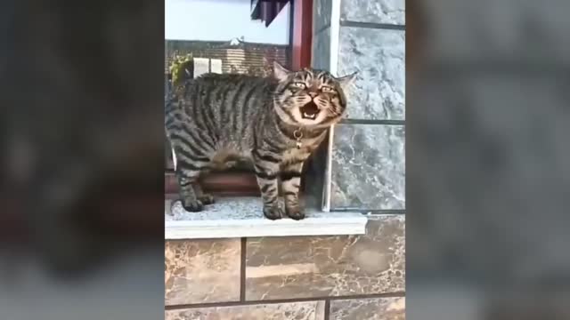 TALKING CAT (FUNNY) - tiktok