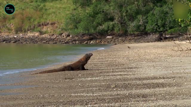 Komodo Dragons Reproduce Without Sex, Which Is Weird!