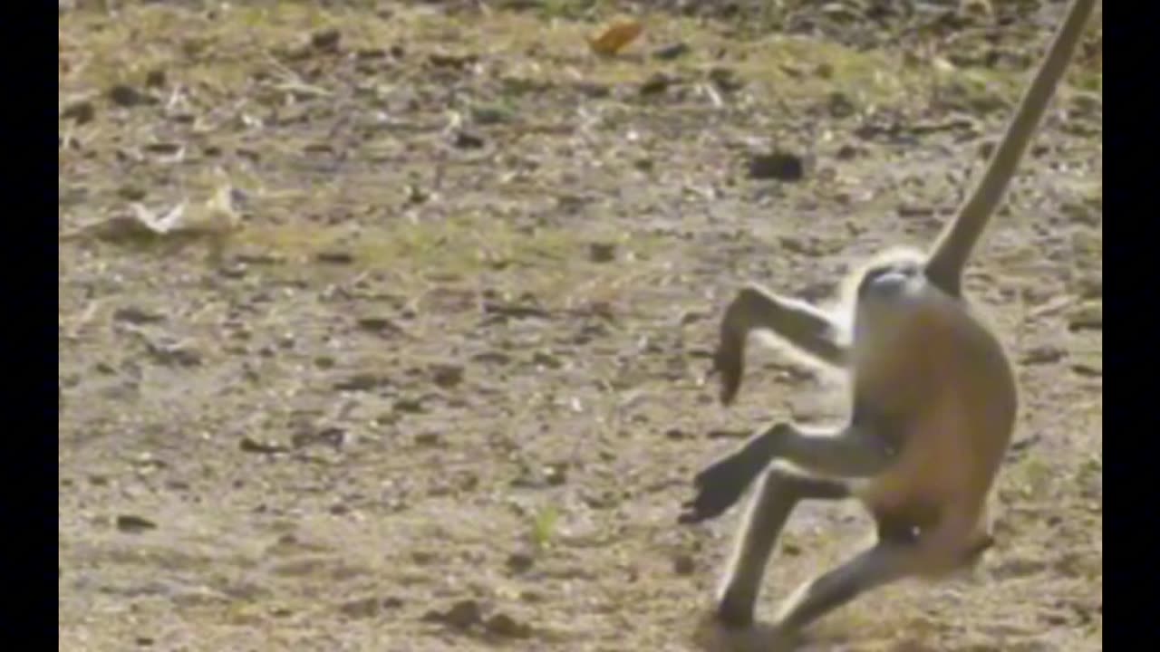 Monkey Funny video.