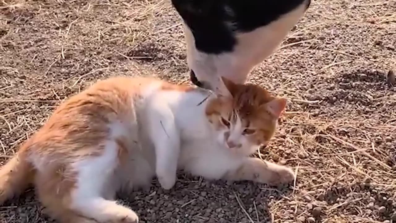 The incredible bond between an adoring cow and two cats! 😍