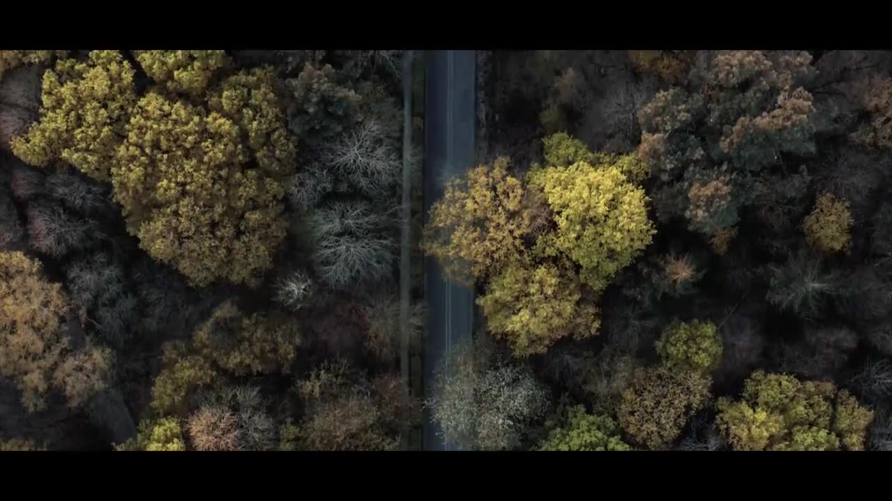 The Forest _ Cinematic Drone Footage_2