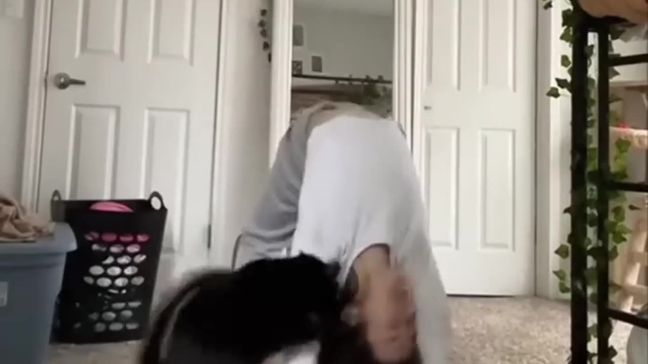 Funny animals - Funny cats / dogs - Funny animal videos 4