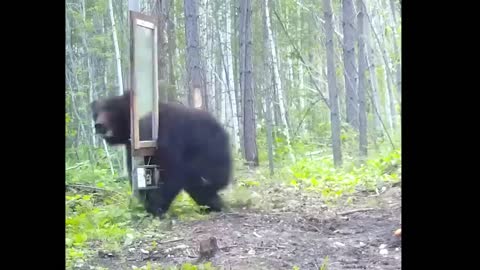 Animals Seeing Themselves For The First Time!