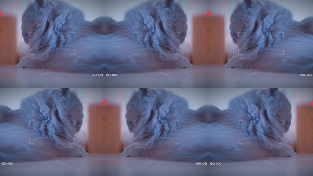 Beautiful and Cute Cats Kittens Playing Together so Funny Viral Cat
