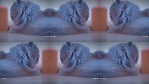 Beautiful and Cute Cats Kittens Playing Together so Funny Viral Cat