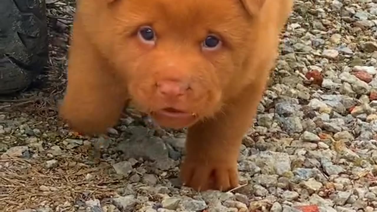 O my God - So cute Puppy