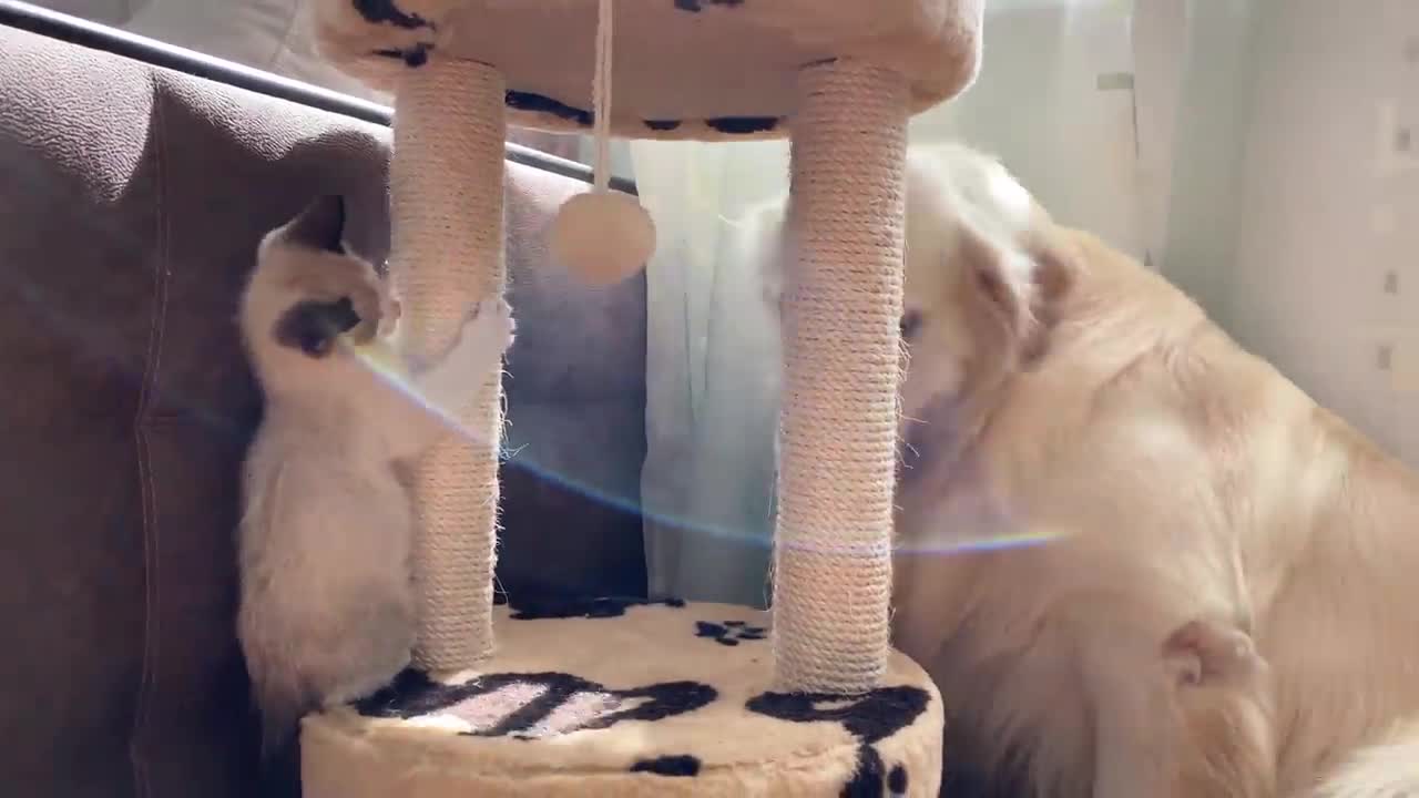 Golden Retriever and Kitten Play as Best Friends!