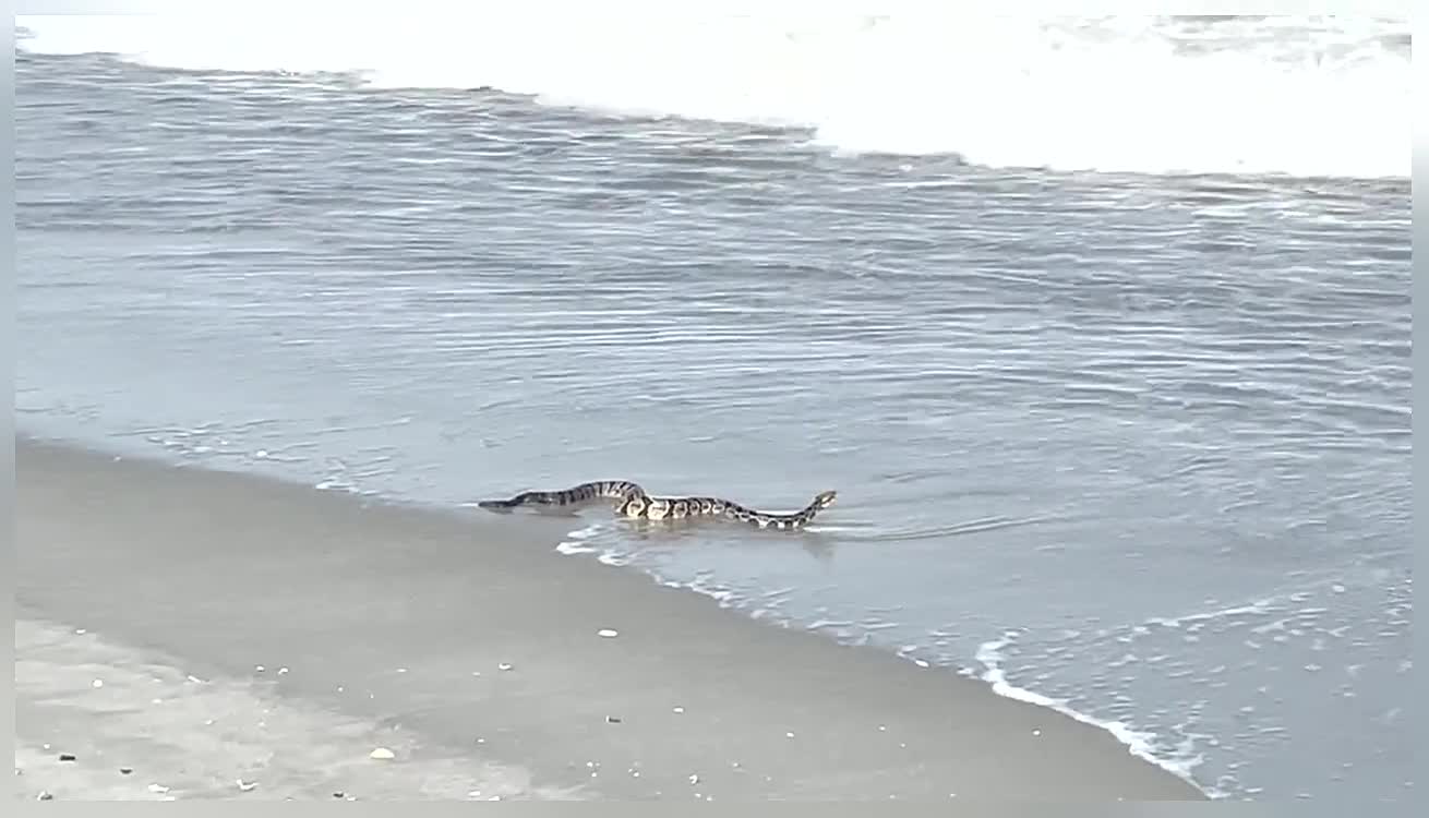 Giant Canebrake Rattlesnake Enjoying the Beach