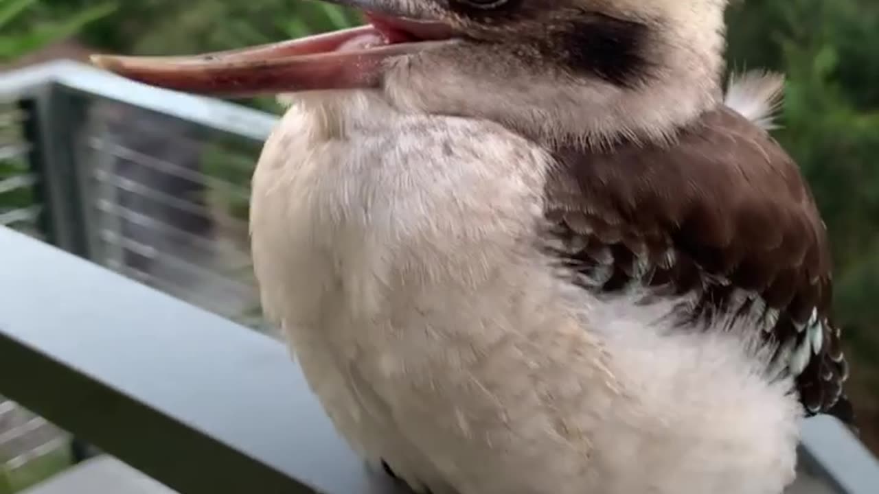 cutest baby kookaburra have you ever seen this