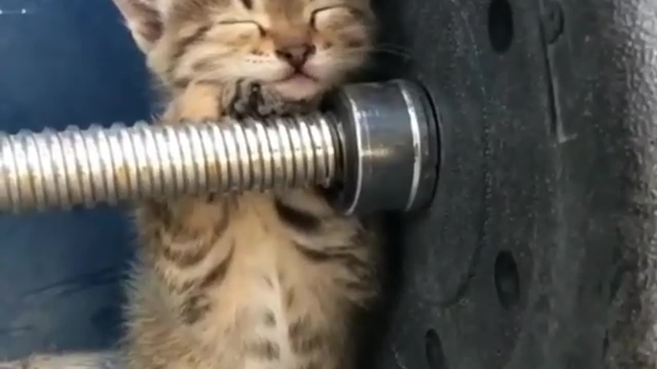 Sleepy Kitten