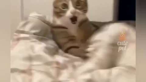 Funny cats and kittens