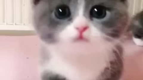 A very cute cat