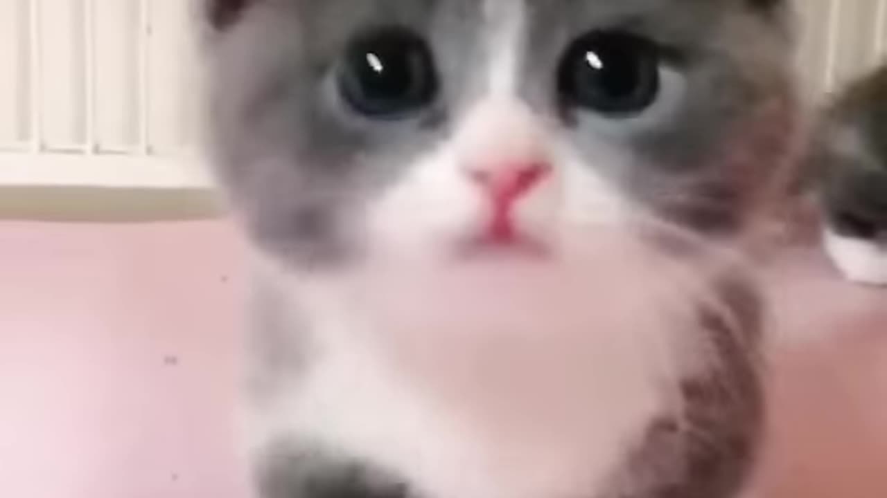 A very cute cat