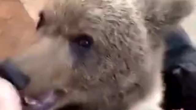 This is my new friend