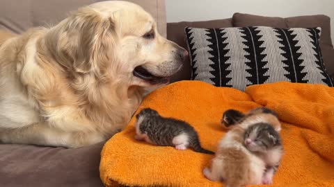 Golden Retriever Reacts to Baby Kittens