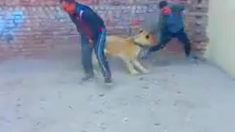 Lion 🦁 . I don't want to joke with the lion 😒 😫 😩