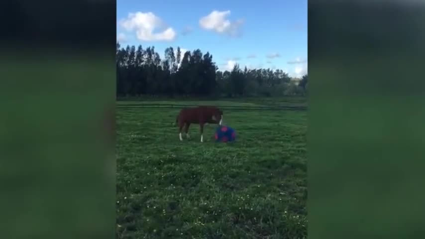 Funny Horse Plays With Giant Ball