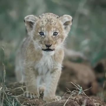 lion's baby walking in his attitude