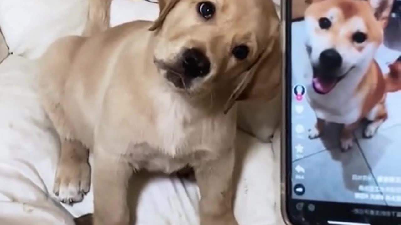 Turn up the volume and play the sound for your dog and see what happen