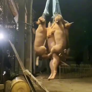 Dogs very jump.... ###