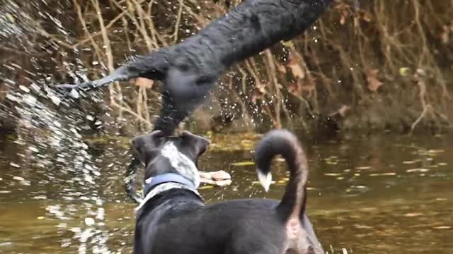 Playing in Water