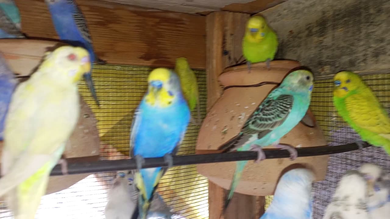 Budgies videos chirping