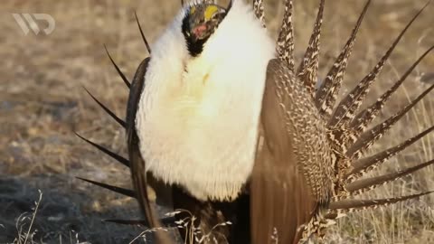 SAGE GROUSE