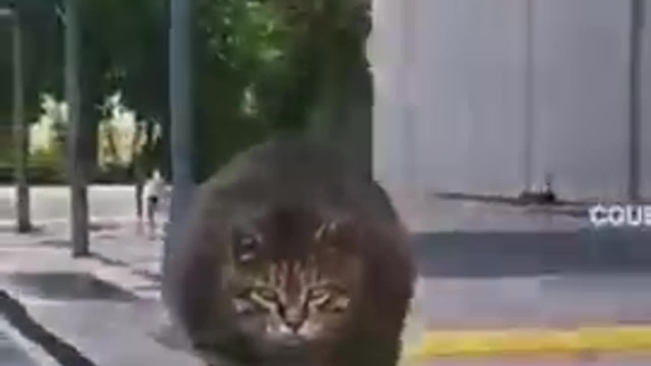 Cat Boss cat funny cute pets