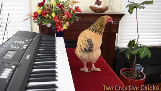 Chicken plays operatic aria on piono keyboard