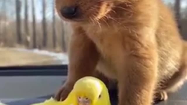 funny and cute animals compilation #shorts dogs funny video cat animals video