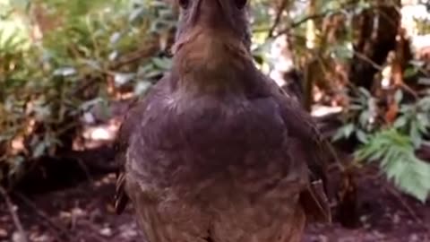 Lyrebird… .🥰 This Bird Can Mimic ANY Sound!