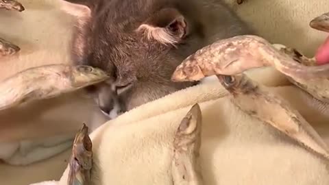 The happiest kitten is surrounded by dried fish