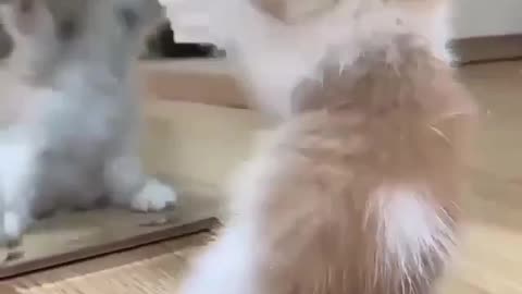 Very cute cat